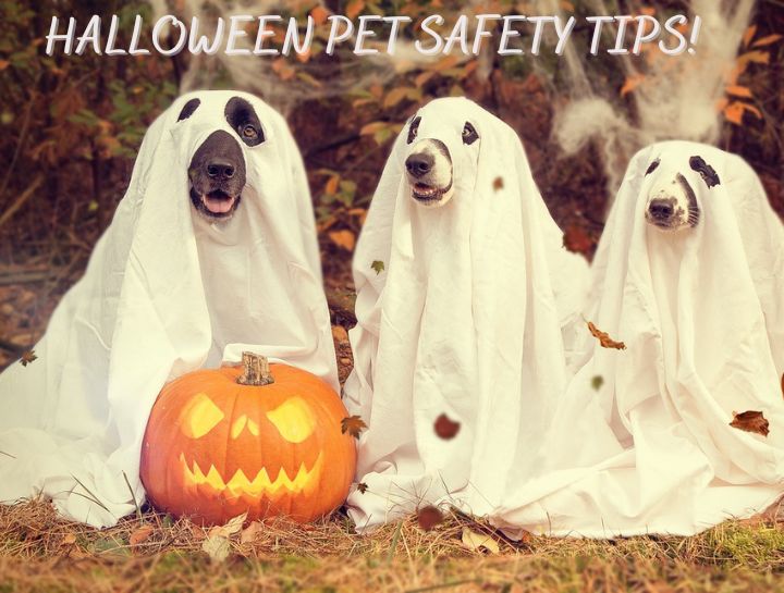 Halloween Pet Safety Tips