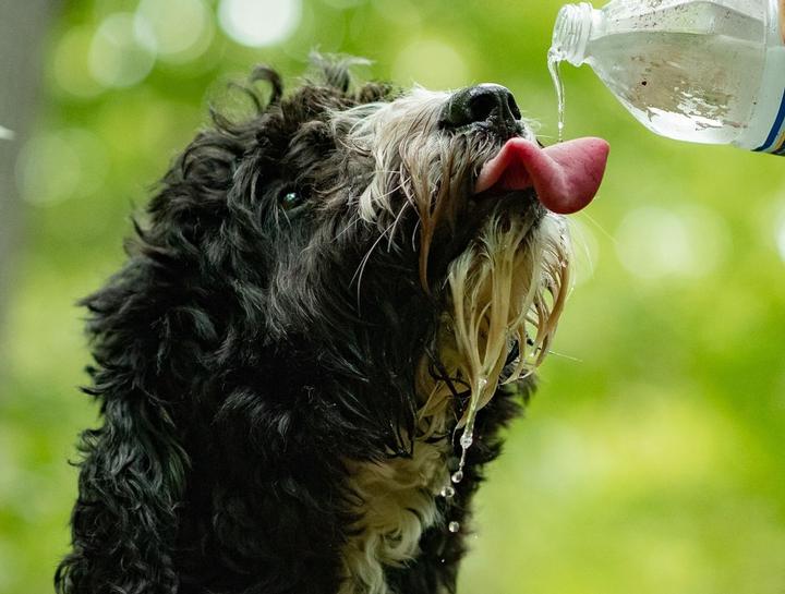 National Pet Hydration Awareness Month