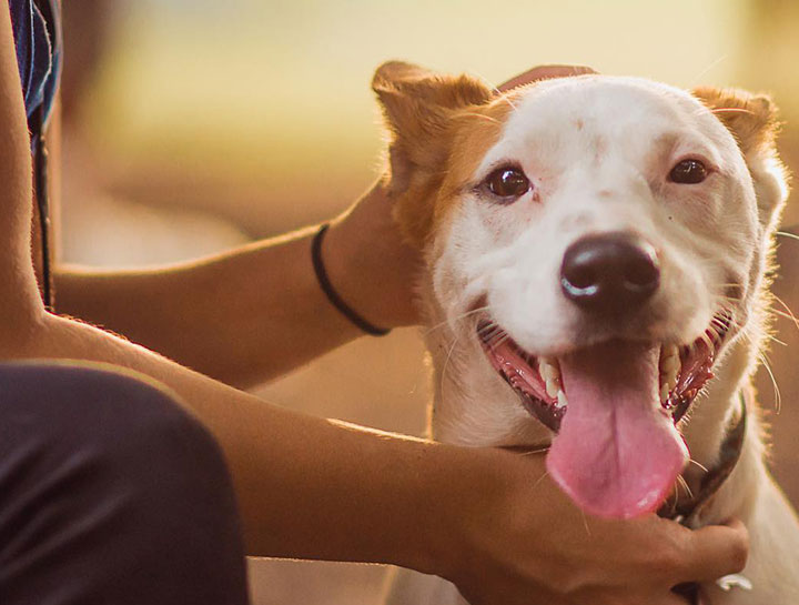 Pet Skin Allergies: scabs